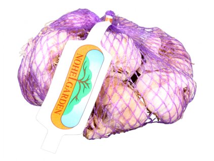 Sadbový česnek nepaličák GERMIDOUR PURPLE 7ks cca 500g,