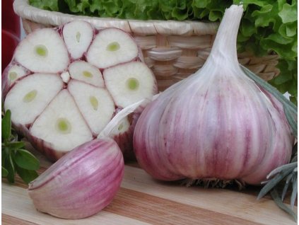 Sadbový česnek paličák Harnaš 2 4ks cca 250g