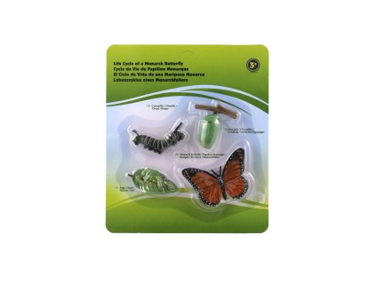 Vývoj motýla babočky 4ks1