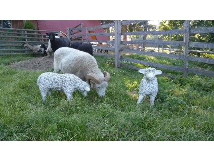 Travní směs Pastvina pro ovce a kozy 3kg