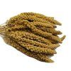 Senegalské proso klasy 100g