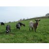 Travní směs Pastvina pro ovce a kozy 25kg