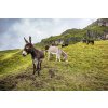 donkeys 5576167 1280
