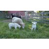 Travní směs Pastvina pro ovce a kozy 3kg