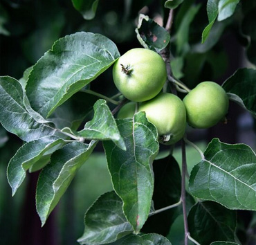 Jak vybrat ovocný strom