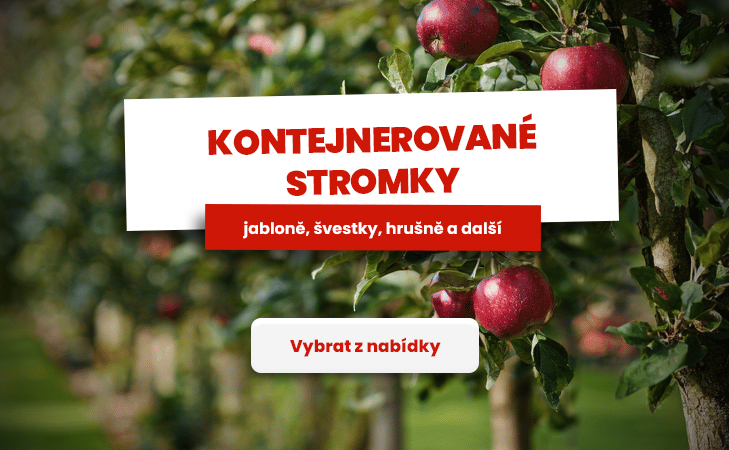Kontejnerované stromky