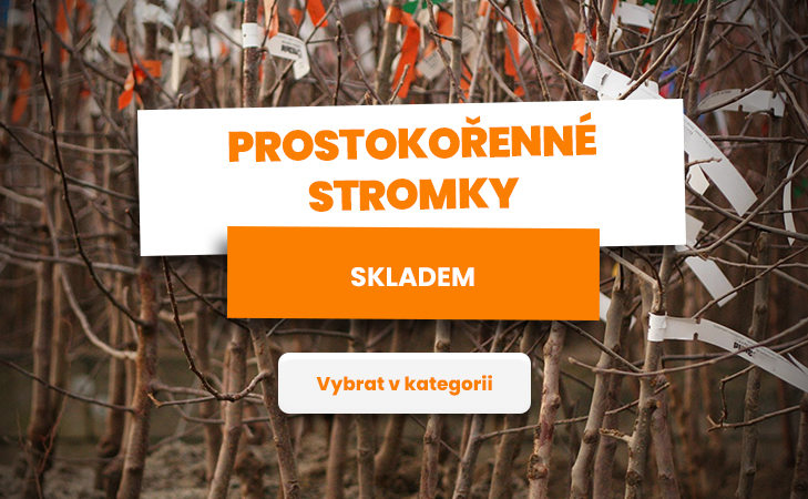 Prostokořenné stromky