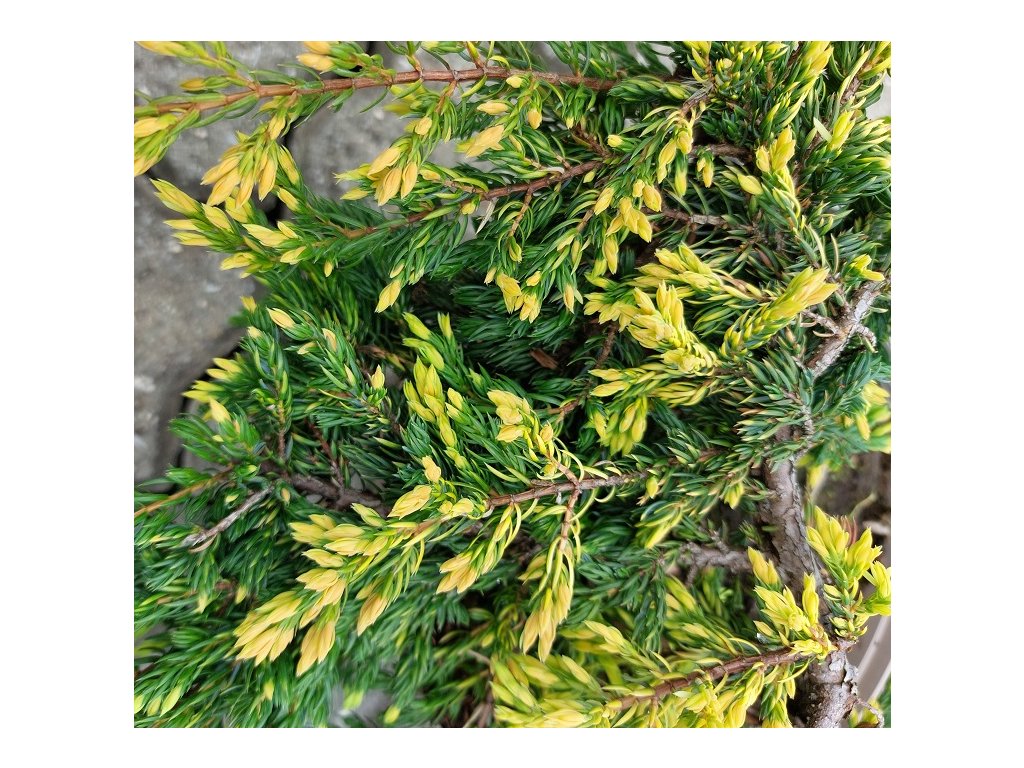 juniperus communis goldschatz 02