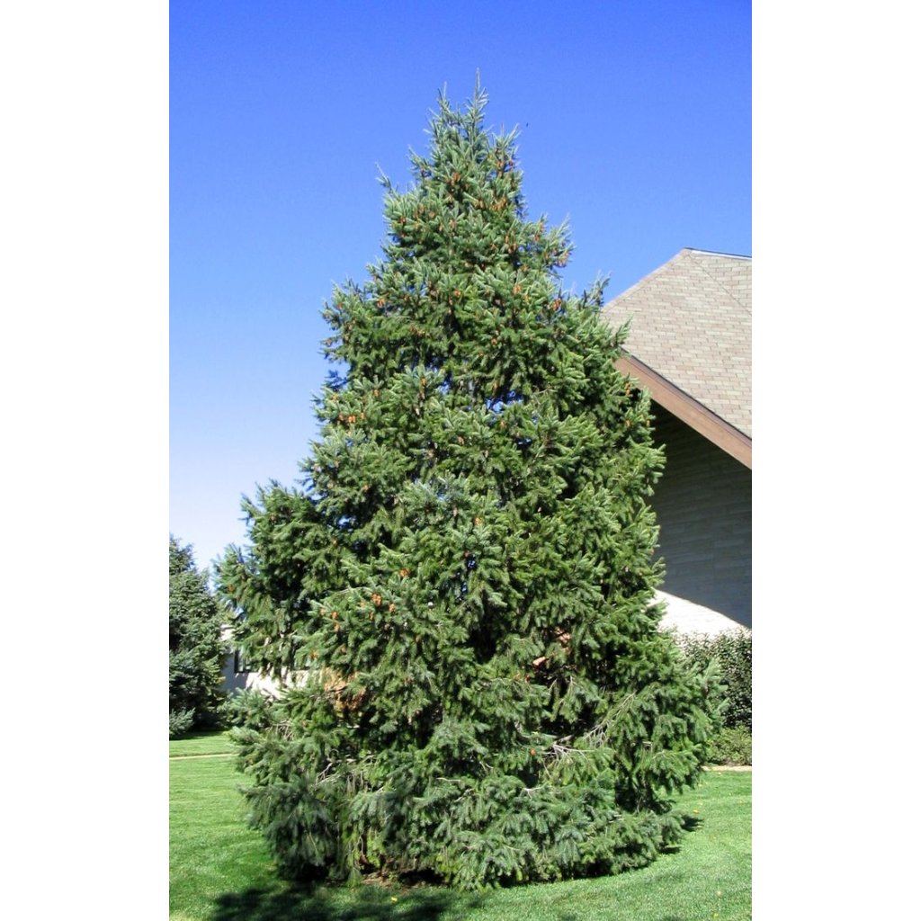 Pseudotsuga menziesii douglaska tisolistá 0