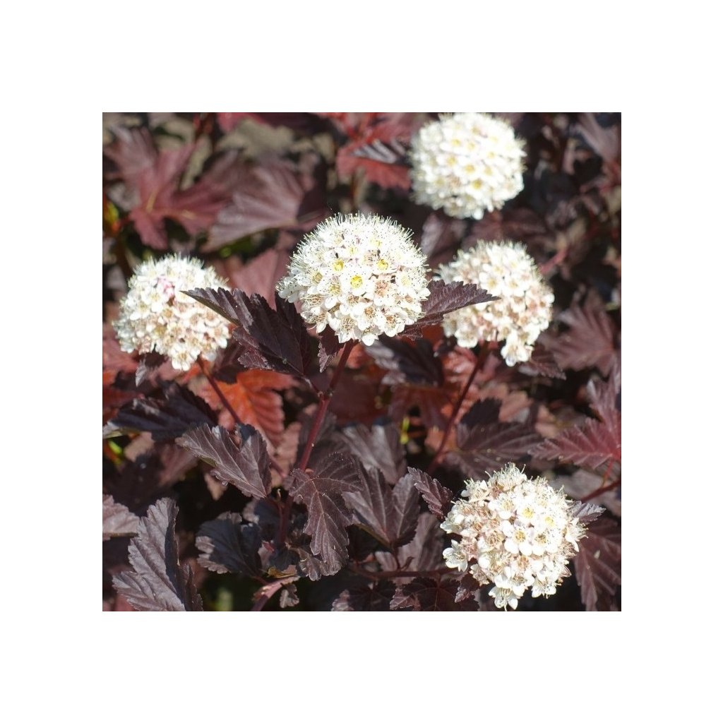 Physocarpus opulifolius ‘Red Baron’, tavola kalinolistá, výška 40-60 cm