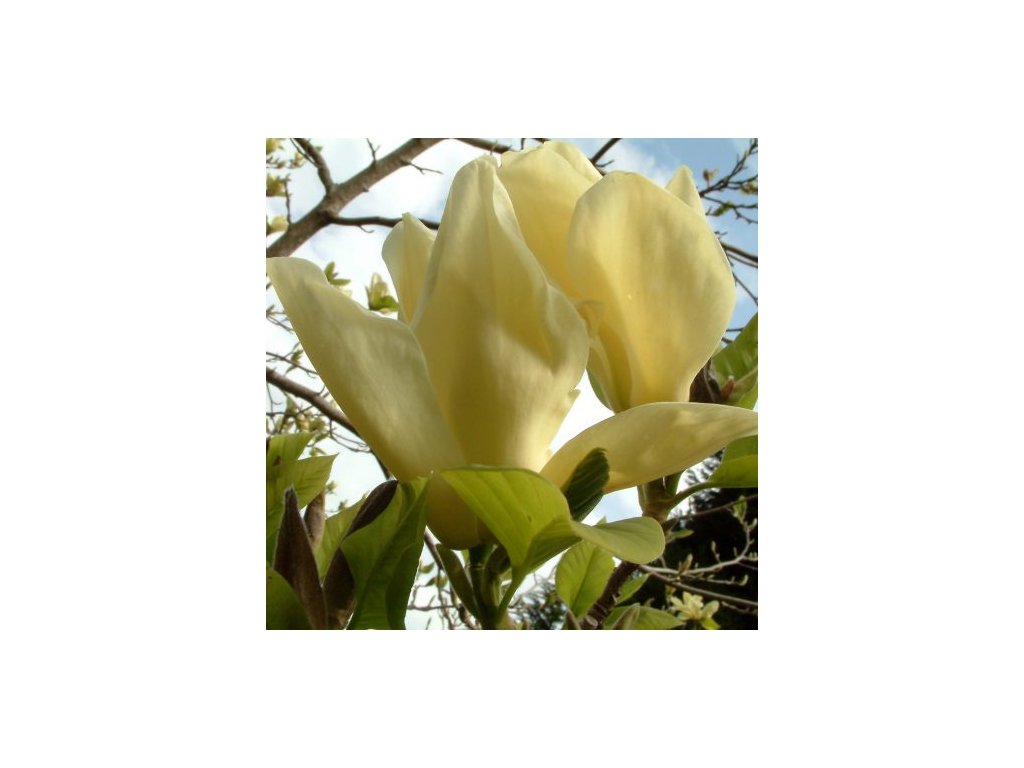 Magnolia Elizabeth 1