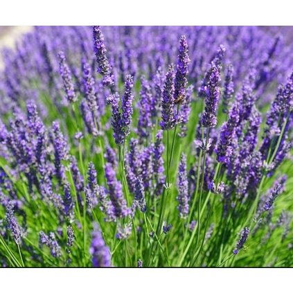 lavandula grosso