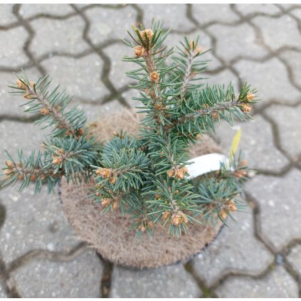 Picea bref. kohout