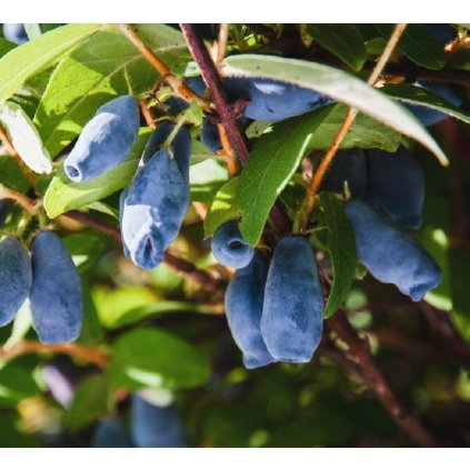 zemolez kamcatsky lonicera