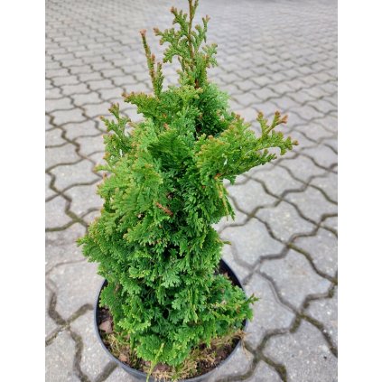 thuja zmatlik 2