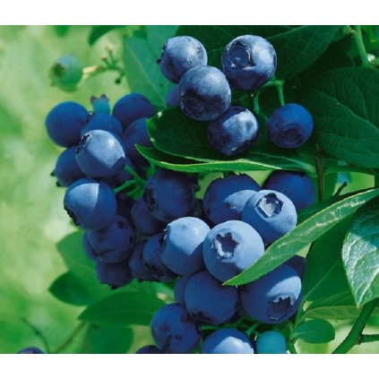vaccinium myrtilus 1