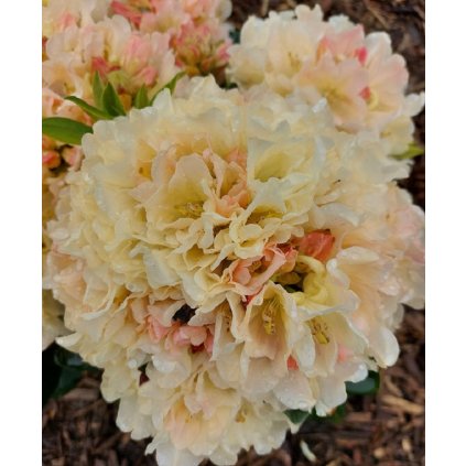 Rhododendron 'Golden Torch', rododendron, výška sazenice 20-30 cm, kontejner