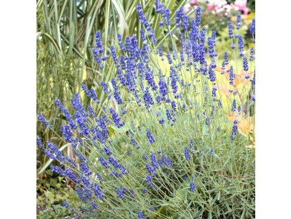 Lavandula angustifolia