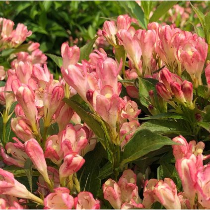 weigela