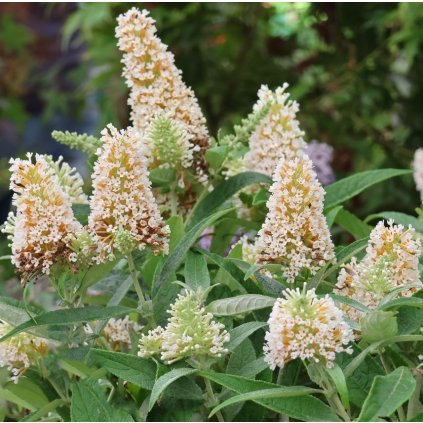 Budleja Dawida BUTTERFLY CANDY LITTLE WHITE