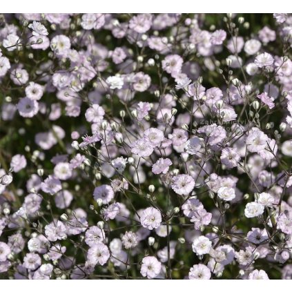 1186088 Gypsophila paniculata Pink Festival nevestin zavoj sater plnokvety main large