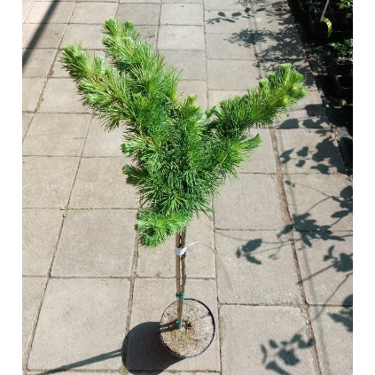 Larix kaempferi 'Blue Ball', modřín japonský, kmínek 60cm cm, kontejner