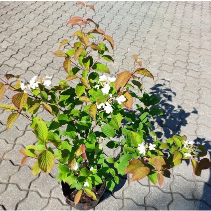 Viburnum plicatum 'Dart's Red Robin', kalina řasnatá, výška sazenice 40-60 cm, kontejner