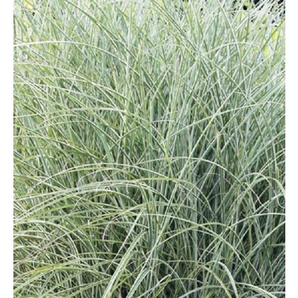 Miscanthus sinensis Morning Light 1 800x800