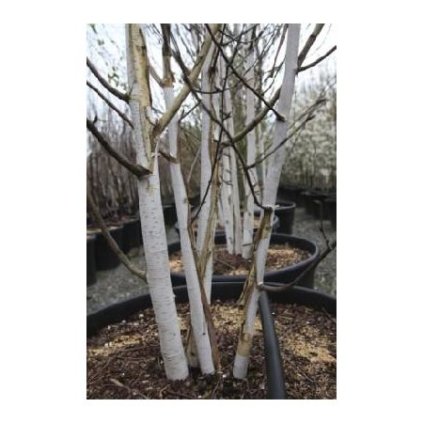 BETULA utilis jacquemontii 4