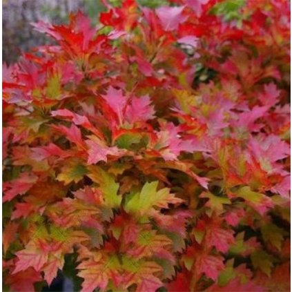 quercus palustris green dwarf list podzim