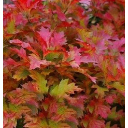 Quercus palustris 'Green Dwarf' dub bahení, výška kmínku 150cm, kontejner