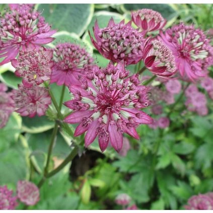 31627 jarmanka vetsi claret astrantia major dc