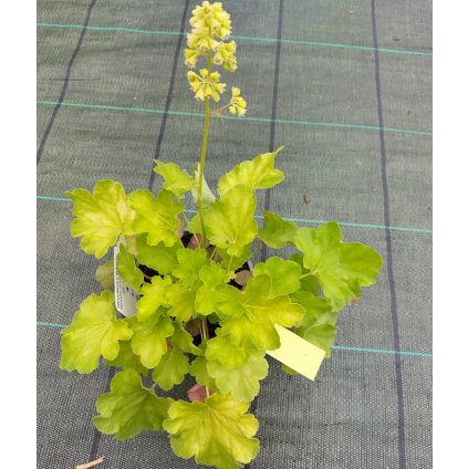 heuchera b