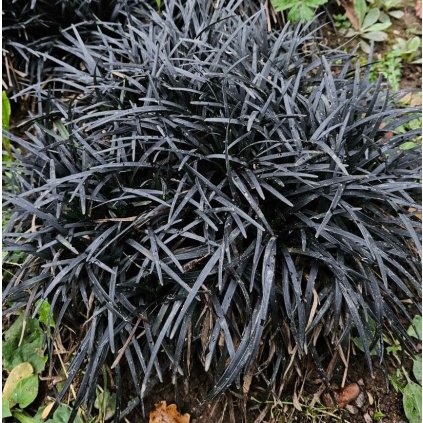 a201124b3ccc73e5ee7dfb6816757e7e044ad56a