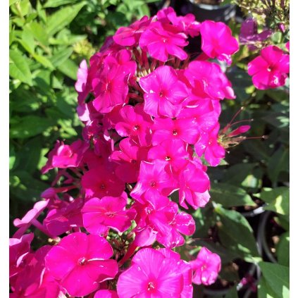 Phlox paniculata, 'Adessa Special Fire'