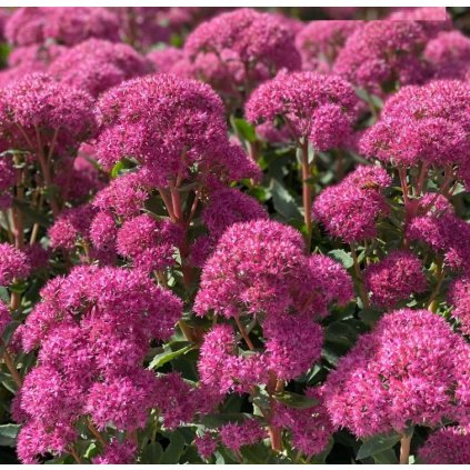 24001A Sedum Carl B 1024x1024