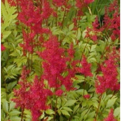 Astilbe Etna huf88195e761568a19933e4a7286617b99 288998 400x0 resize q95 linear