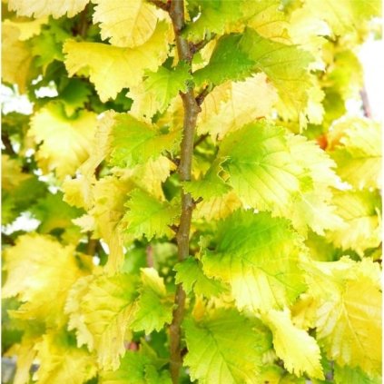 Ulmus × hollandica 'Wredei', jilm holandský, sazenice 80-120 cm,  kontejner