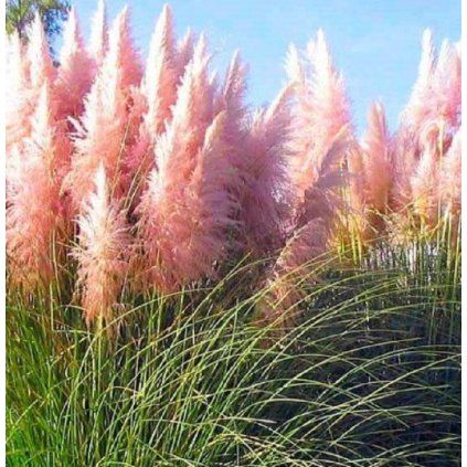 rosea904A19BDCE5B49E1