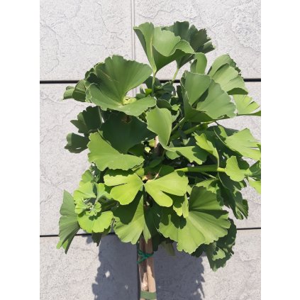 Ginkgo biloba 'MARIKEN' jínan dvoulaločný, výška kmínku 100-120cm, kontejner