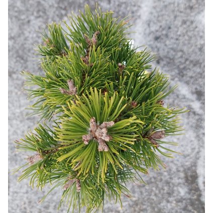 pinus