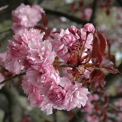 prunus serrulata royal burgund květ