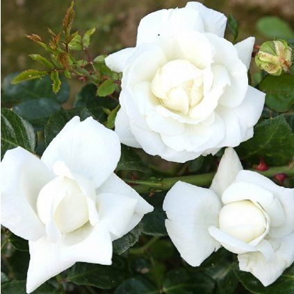white19
