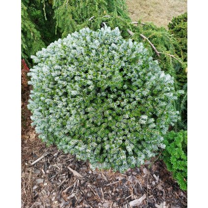 Abies koreana 'Icebreaker', jedle korejská, šířka 10-15 cm, kontejner