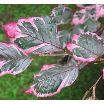 Fagus sylvatica 'Rosea-marginata', buk lesní, výška sazenice 40-60 cm, kontejner