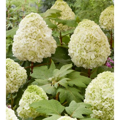Hydrangea quercifolia TARA (7)