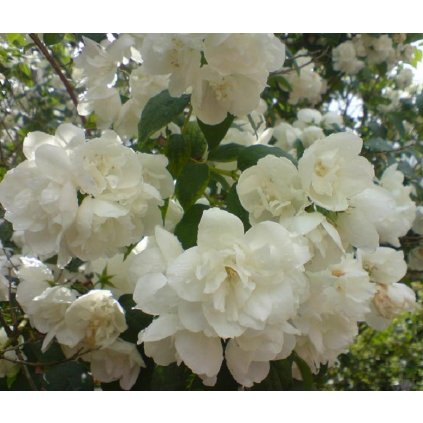 Cornales Philadelphus x virginalis 1