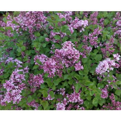 Syringa x prestoniae 'Royality', šeřík výška sazenice 60-80 cm, kontejner