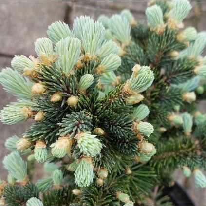 glauca
