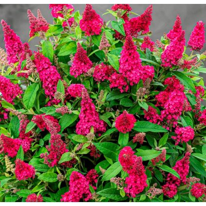 Budleja Davida Butterfly Candy Little Ruby Buddleja davidii Rostlina v podobe sazenice v nadobe 23 l